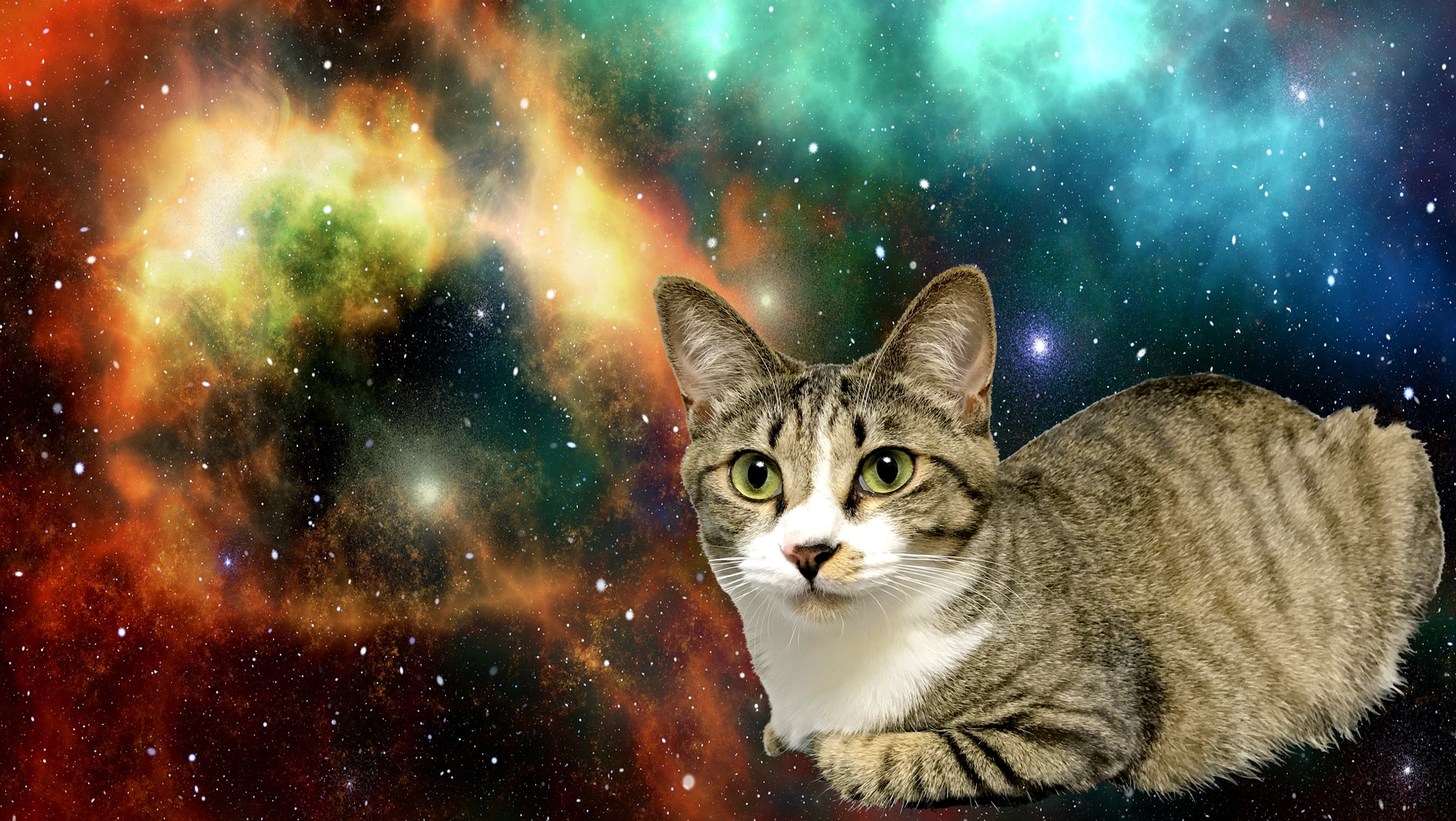 spacecat.png